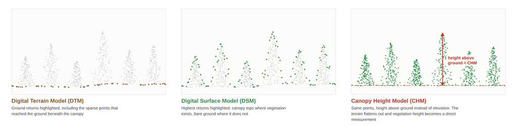 Three cross sections of one forest point cloud showing ground returns (DTM), canopy-top returns (DSM), and height above ground (CHM)