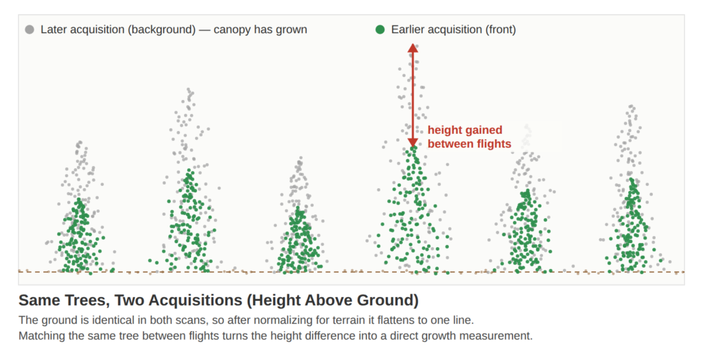 Point clouds of six trees from two acquisitions, with the later gray scan reaching above the earlier green scan to show height gained
