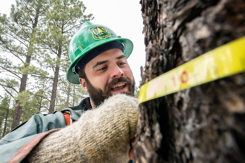 Forester in a green hard hat wrapping a yellow measuring tape around a pine trunk to measure diameter at breast height